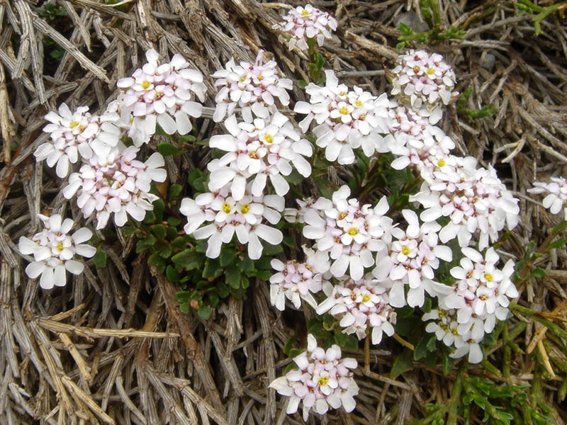 Iberis aurosica ssp cantabrica en fleurs dans les fissures de falaises des Picos de Europa